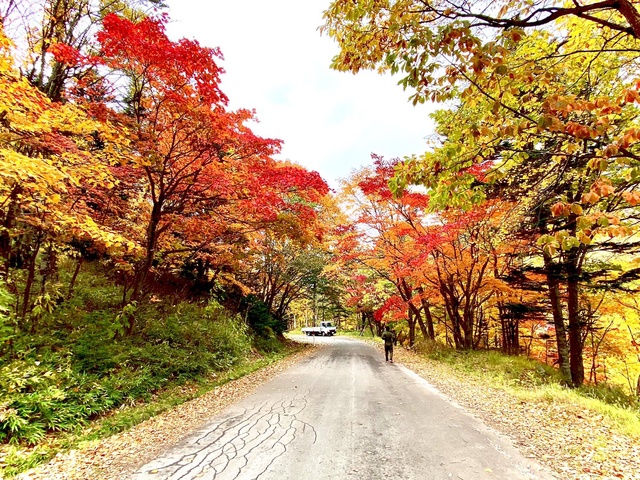 【紅葉・見ごろ】大雪山国立公園