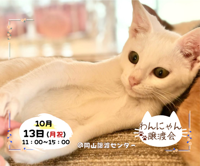 わんにゃん譲渡会(10月)