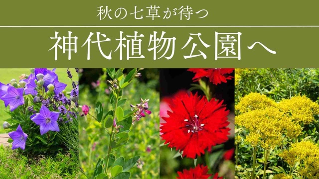 草花散歩 神代植物公園