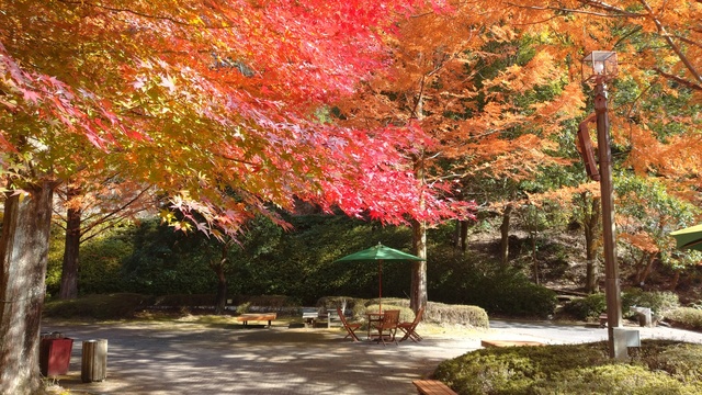 【紅葉・見ごろ】広島市森林公園