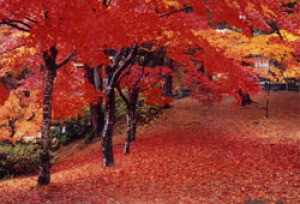 【紅葉・見ごろ】村松公園