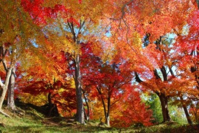 【紅葉・見ごろ】最上山公園もみじ山