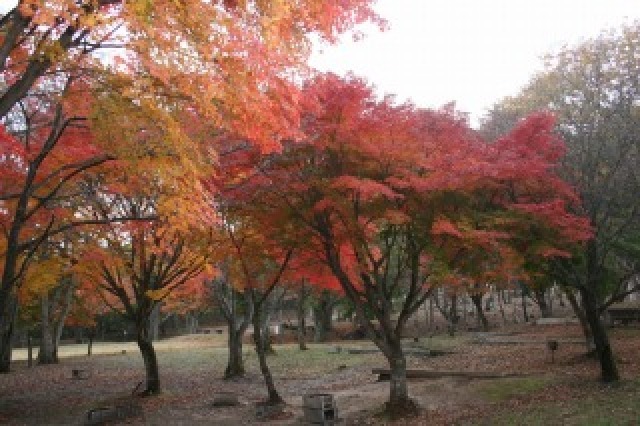 【紅葉・見ごろ】ちくさ高原