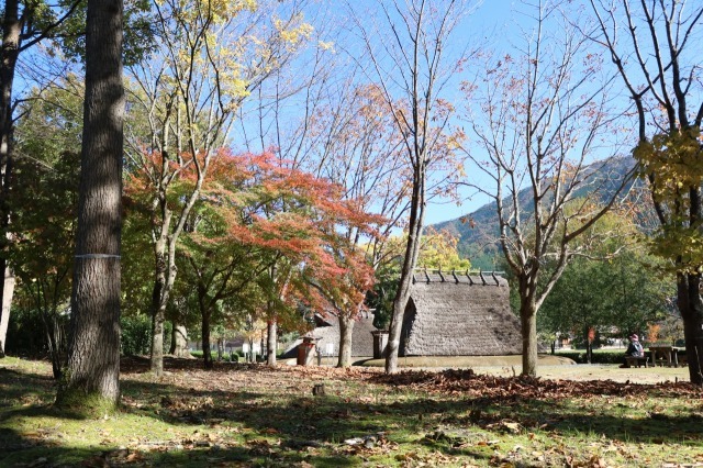 【紅葉・見ごろ】家原遺跡公園