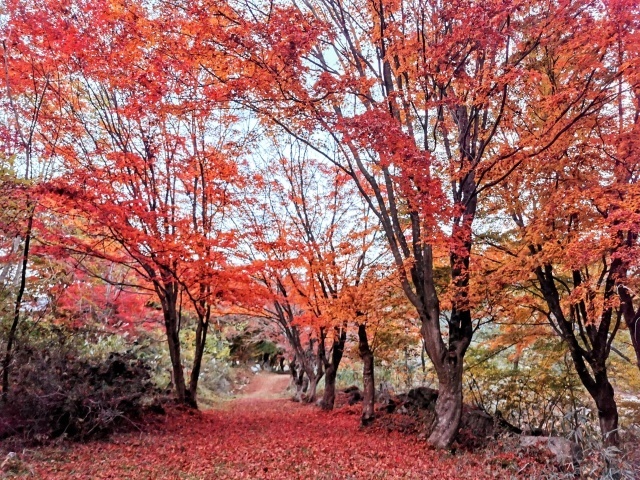 【紅葉・見ごろ】越畑ふるさと村