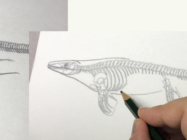 ワークショップ モササウルスの復元イラストを描こう
