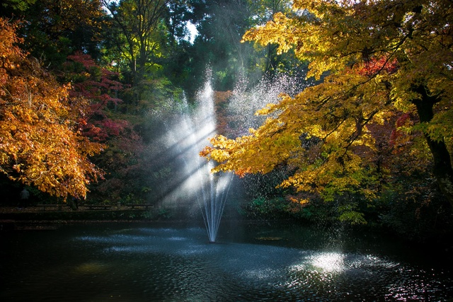 【紅葉・見ごろ】加茂山公園