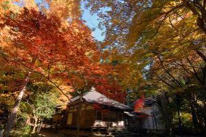 【紅葉・見ごろ】栂尾山高山寺（石水院）
