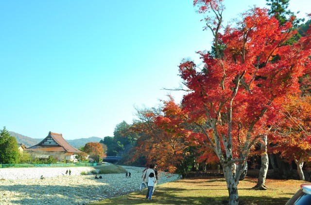 【紅葉・見ごろ】唯称庵跡のカエデ林