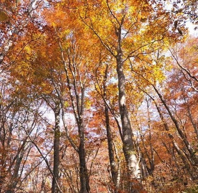 【紅葉・見ごろ】臥竜山
