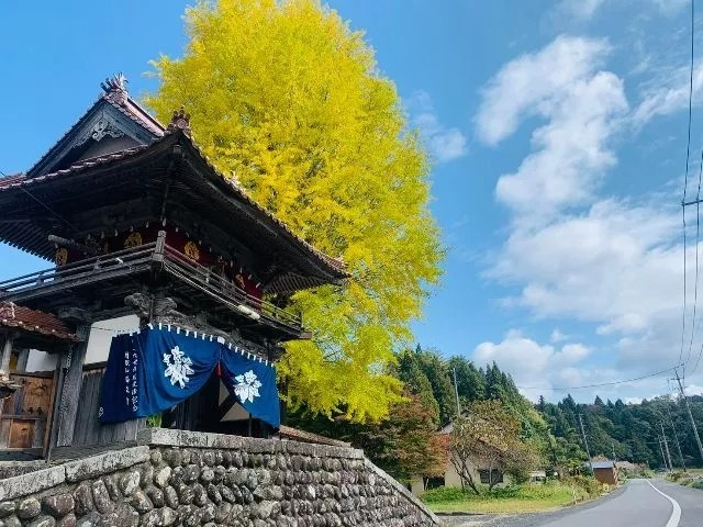 【紅葉・見ごろ】西教寺の大銀杏
