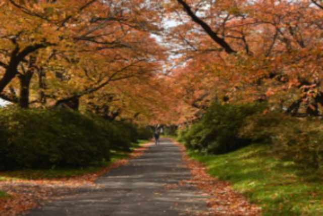 【紅葉・見ごろ】展勝地桜並木