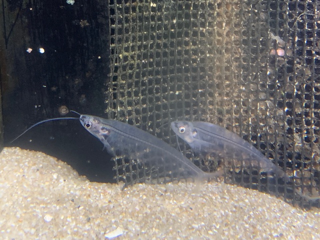 泳ぐ幽霊！？魚たちのハロウィーンパーティー