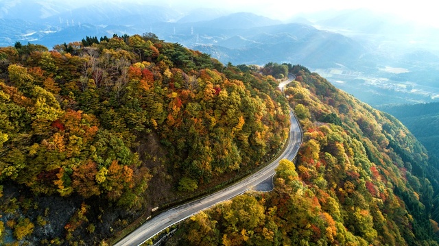【紅葉・見ごろ】伊吹山ドライブウェイ