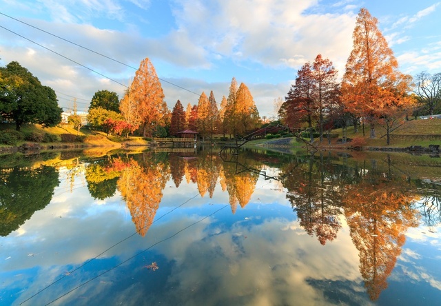 【紅葉・見ごろ】前平公園