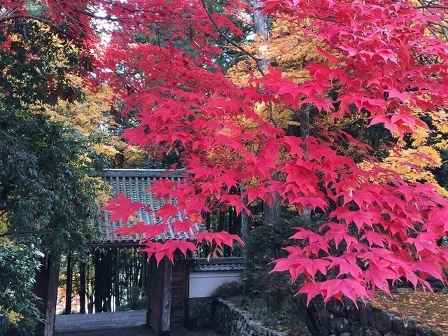 【紅葉・見ごろ】正眼寺