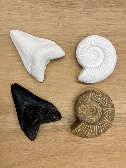 岐阜県博物館 わくわく体験(11月)