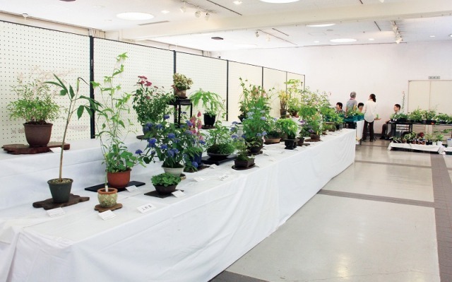 秋の山野草展