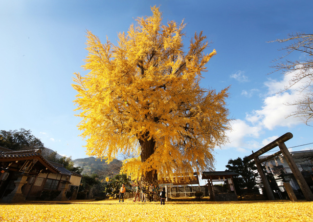 【紅葉・見ごろ】丹生酒殿神社