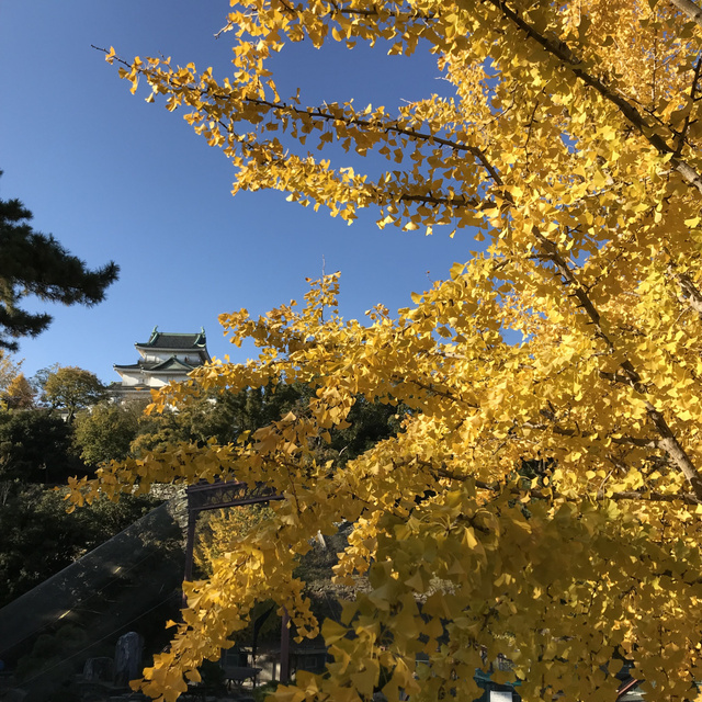 【紅葉・見ごろ】和歌山城
