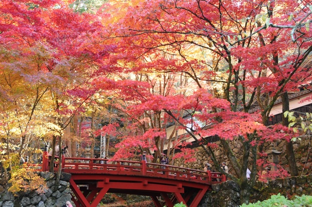 【紅葉・見ごろ】両界山横蔵寺