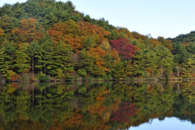 【紅葉・見ごろ】根の上高原