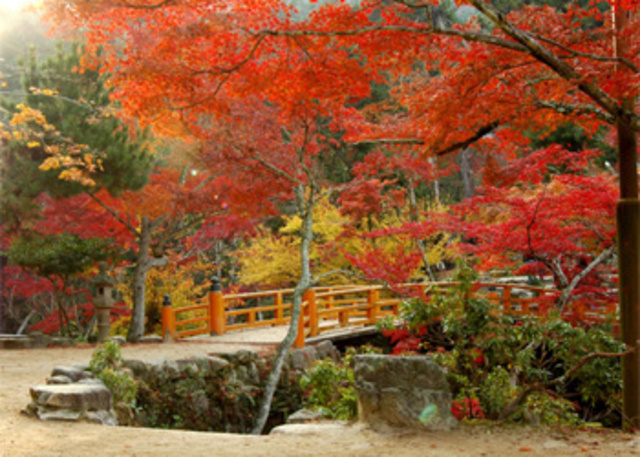 【紅葉・見ごろ】紅葉谷公園