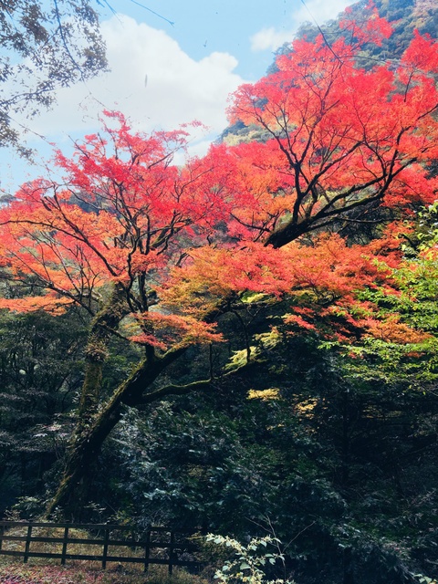 【紅葉・見ごろ】北郷町のイロハモミジ