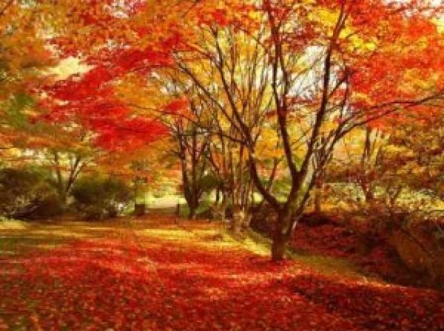 【紅葉・見ごろ】きみまち阪県立自然公園