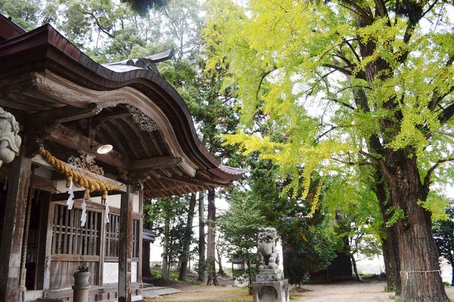 【紅葉・見ごろ】椿八幡宮