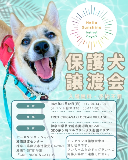 Hello Sunshine Festival保護犬譲渡会