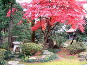 【紅葉・見ごろ】椿寿荘