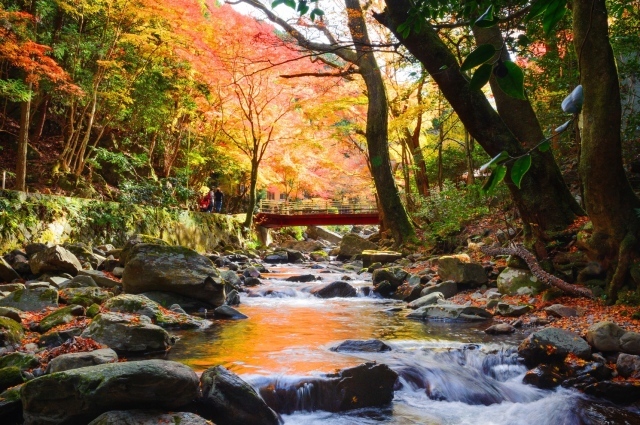【紅葉・見ごろ】くらがり渓谷
