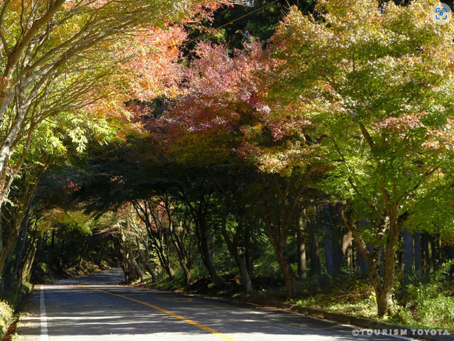 【紅葉・見ごろ】もみじ街道（加茂広域農道）