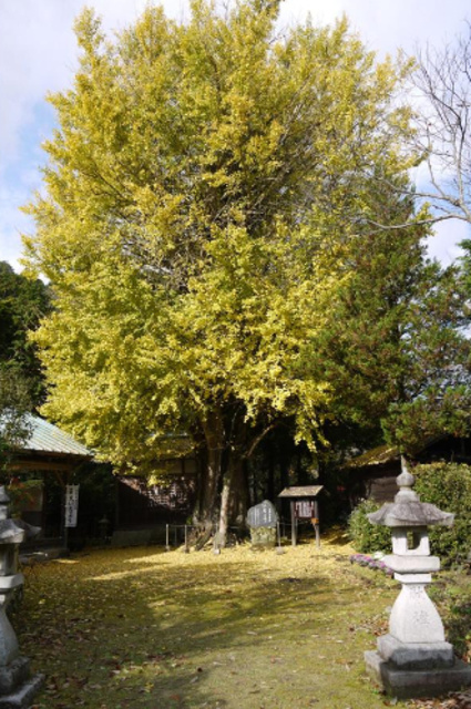 【紅葉・見ごろ】時瀬の大イチョウ