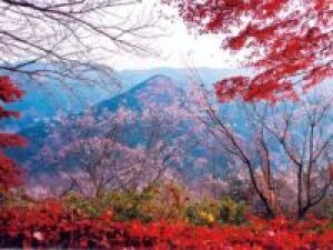 【紅葉・見ごろ】城峯公園