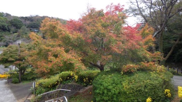【紅葉・見ごろ】眉山公園