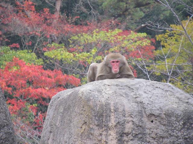 到津の森紅葉フェア