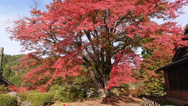 【紅葉・見ごろ】西慶寺