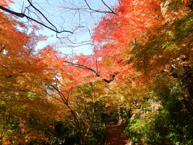 【紅葉・見ごろ】卯辰山山麓