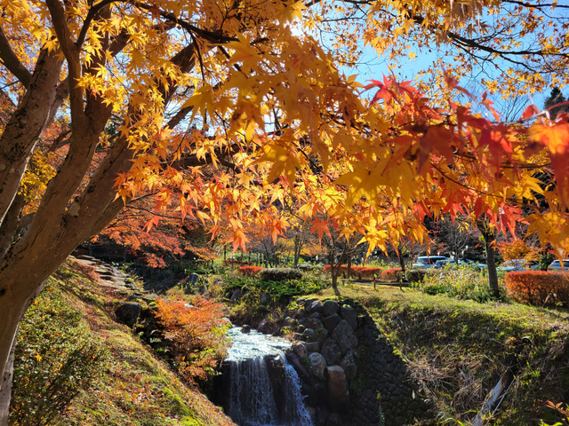 【紅葉・見ごろ】永光寺