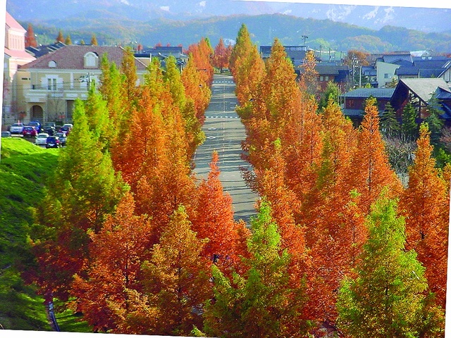 【紅葉・見ごろ】太陽が丘のメタセコイア並木