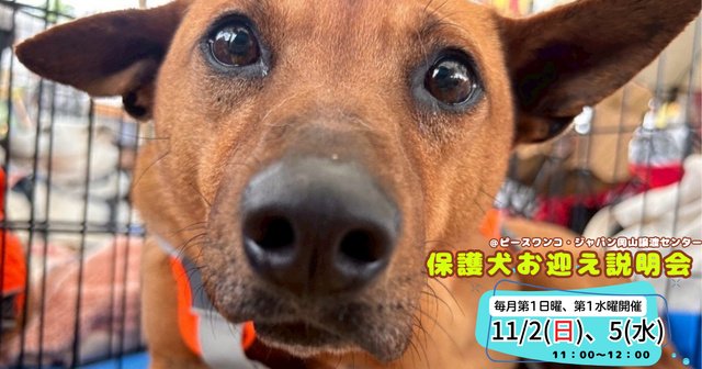 保護犬お迎え説明会（11月）