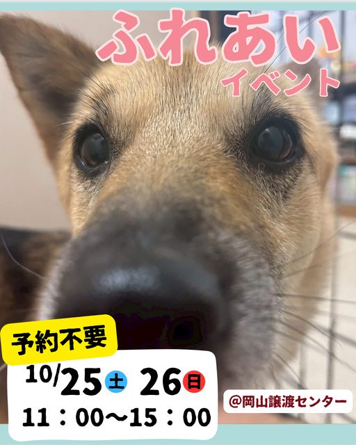 保護犬ふれあいイベント