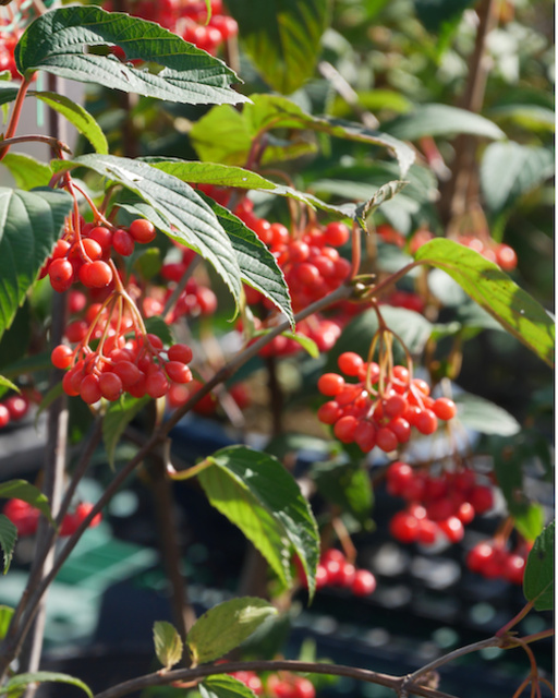 みどりの杜10周年記念で全品10％オフ！秋の豆植木市