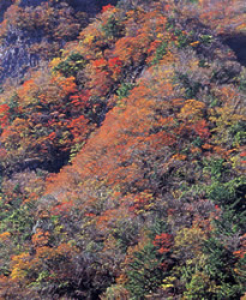【紅葉・見ごろ】高の瀬峡