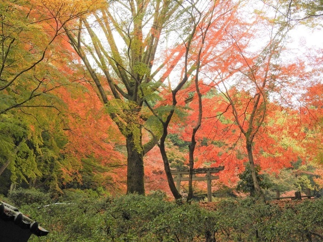 【紅葉・見ごろ】奥河内もみじ公園
