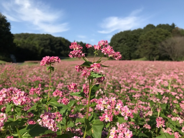 【花・見ごろ】国営武蔵丘陵森林公園　赤ソバ