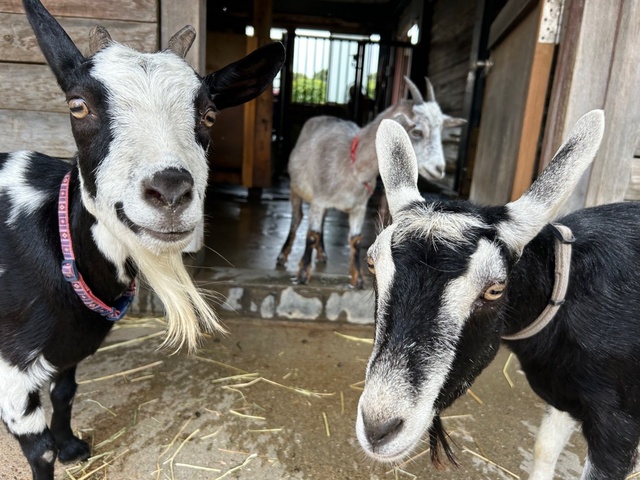 市川市動植物園　ZOOワンポイントガイド　トカラヤギ