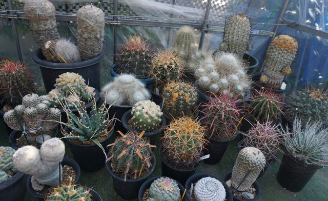 サボテン・多肉植物展示会
